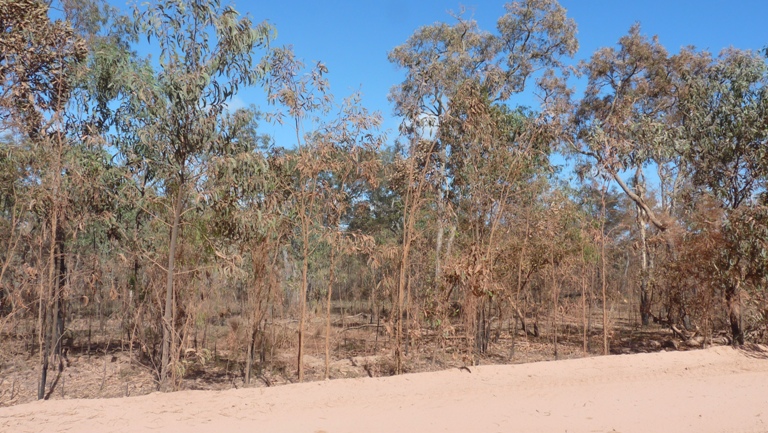 Staubiger Busch am Cape York Track